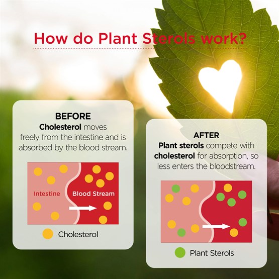 Plant Sterols 