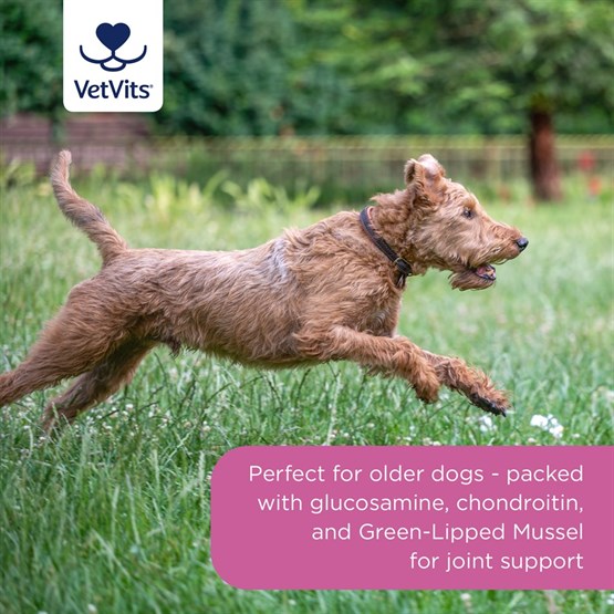Flexi−Joints Plus for Dogs 
