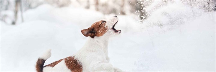 Dog in snow barking