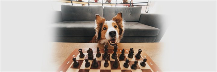 Dog sitting in front of chess board
