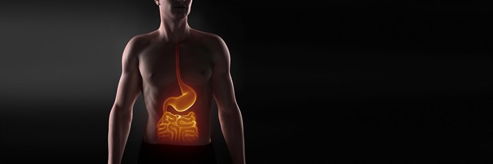 A male body with the digestive system highlighted